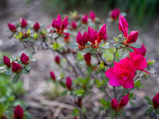 Obraz premium Blooming pink azalea (Rhododendron) with vibrant flowers in spring garden. Ornamental shrub widely used in landscaping and decorative planting.
