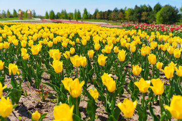 Fototapeta premium Vibrant Yellow Tulips in Bloom at a Sunny Spring Garden