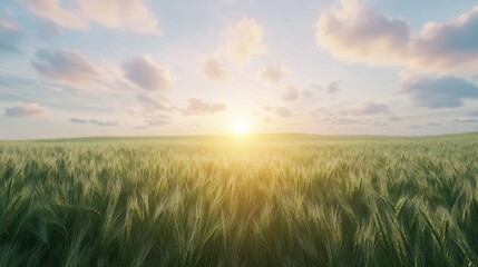 Fototapeta premium Sunset on the field with young rye or wheat in the summer with a cloudy sky background Landscape : Generative AI