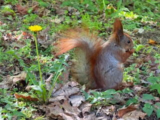 Funny red squirrel eats a nut