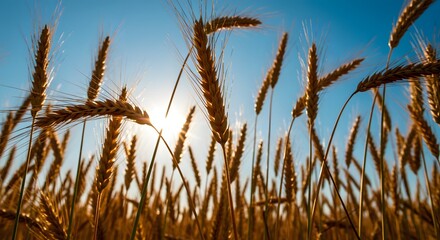 Fototapeta premium A beautiful view of wheat stalks bathed in warm sunlight under a clear summer sky.