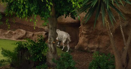 White tiger walking gracefully in a lush, naturalistic enclosure with green foliage and a rocky background
