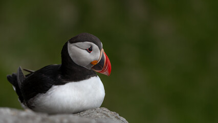 Puffin Sitting On A Rock On A Green Background (Fratercula Arctica) 16x9