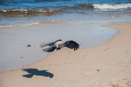 A black bird gracefully glides over sandy beach capturing shadow on serene shoreline under bright blue sky by the ocean waves. Digital nomad lifestyle. Remote work