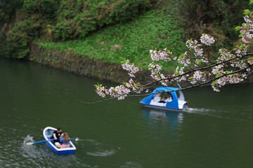 Chidorigafuchi cherry blossoms and boats