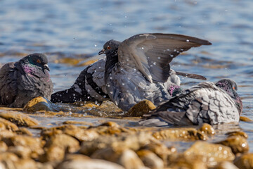 Fototapete bei efototapeten.de bestellen   