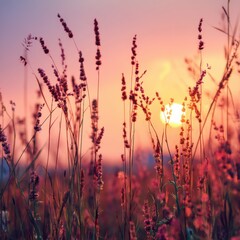 Obraz premium Captivating sunset through field of tall grass creating a warm and serene atmosphere with a soft focus and a dreamy aesthetic in a nature landscape