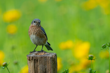 A bluebird perched in a meadow