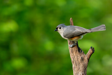 A tufted titmouse perced on a tree branch