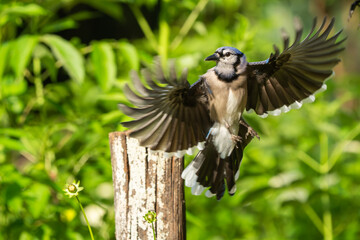 A house wren hunting for food