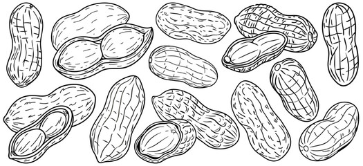 Peanuts in closed and opened shells, drawn in black and white line art style. Shell textures and visible kernels. Suitable for culinary packaging, food labeling, or botanical design projects.