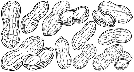 Peanuts in closed and opened shells, drawn in black and white line art style. Shell textures and visible kernels. Suitable for culinary packaging, food labeling, or botanical design projects.