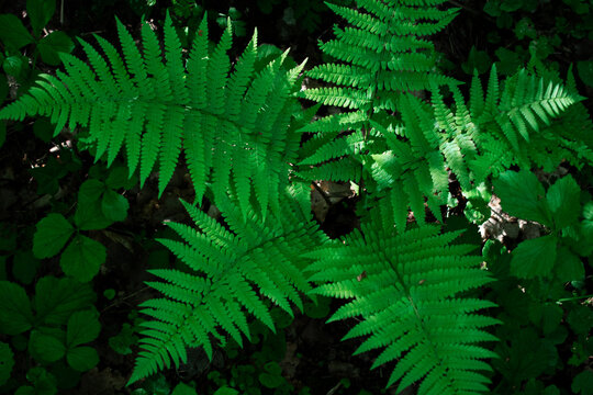 Fern fronds (family Polypodiaceae) display a vivid green hue with intricate textures. Delicate shadows enhance the natural patterns, highlighting the serrated edges and central stems. 