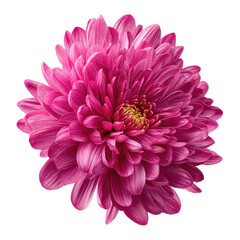 Pink Chrysanthemum In Vibrant Color Tra  isolated on a transparent background