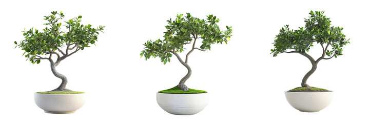 Set of High-resolution stock photo of a healthy Euonymus fortunei potted plant on transparent png background. Ai generated