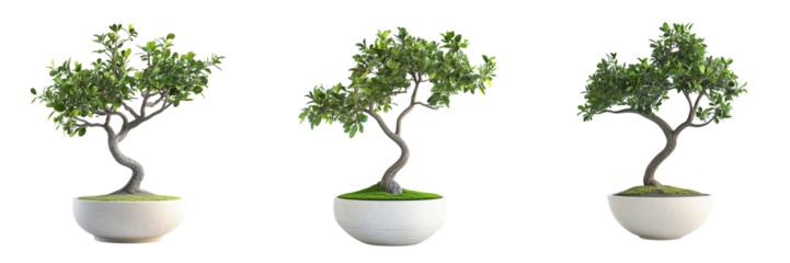 Set of High-resolution stock photo of a healthy Euonymus fortunei potted plant on transparent png background. Ai generated