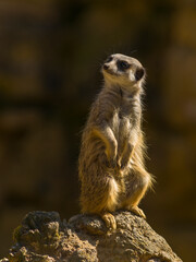Erdmännchen hält Wache