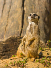 Erdmännchen hält Wache