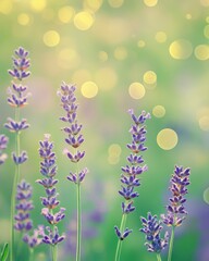 Naklejka premium Captivating Lavender Field in Soft Focus with Bokeh Lights Evoking Tranquility and Serenity Featuring Purple Flowers and Green Background Perfect for Springtime