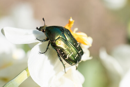 La C&eacute;toine dor&eacute;e ou &laquo; hanneton des roses &raquo; est une esp&egrave;ce d'insectes col&eacute;opt&egrave;res de la famille des Scarabaeidae, de la sous-famille des Cetoniinae. Elle est commune en Europe