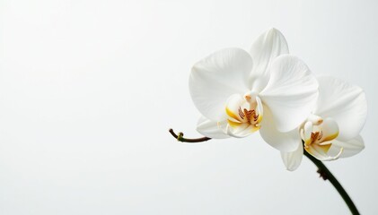 Delicate white orchid blossom on pure white backdrop, minimal, closeup