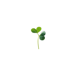 Single green shamrock leaf isolated against a dark backdrop