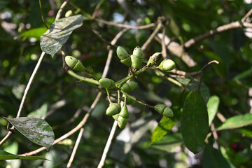 View of an immature green colored fruits of a Marking nut tree (Semecarpus genus)