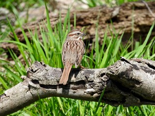 song sparrow bird on branch