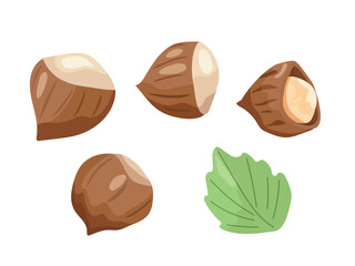 Hazelnuts. Flat vector, clipart illustration isolated on white background.
