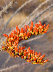 Ocotillo Cactus Orange Bloom Spikes - A closeup image of the blooms on a ocotillo cactus

