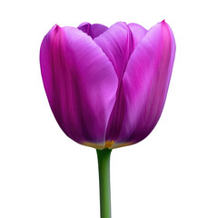 Purple Tulip In Vibrant Color  isolated on a transparent background