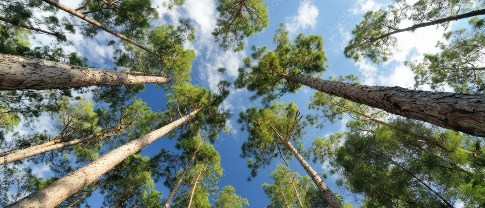Poster majestic canopy of tall pine trees reaching towards the sky with fluffy clouds creating a serene nat