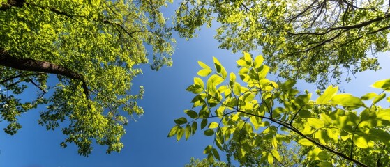 Fototapeta premium Serene upward view through vibrant green foliage against a clear blue sky capturing nature's beauty peaceful mood and refreshing atmosphere in a sunny day