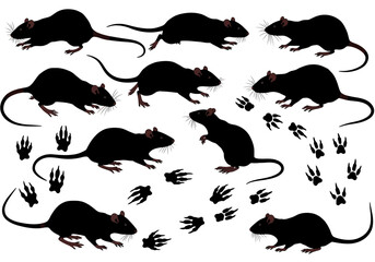 Black rat infestation vector illustration, rodent pest control, mouse silhouette, animal tracks design element
