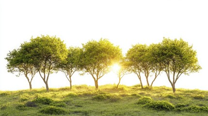 Naklejka premium Five Trees on a Hill at Sunset