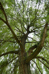 Tall, textured branches of a willow tree stretch upward, forming a lush green canopy against the sky