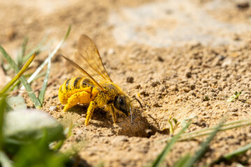 Sandbiene mit Pollen an der Brutröhre
