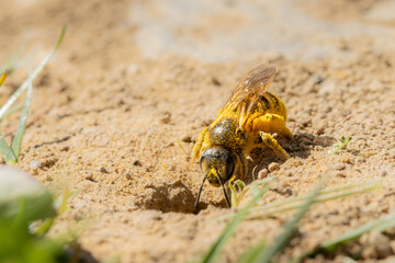 Sandbiene mit Pollen an der Brutröhre
