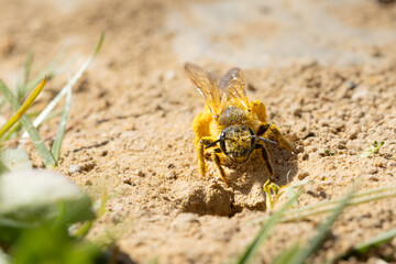 Sandbiene mit Pollen an der Brutröhre
