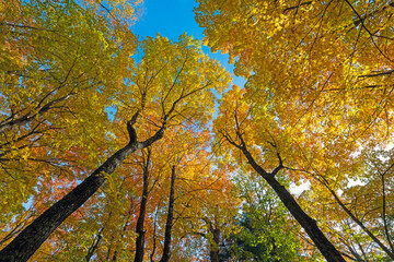 Fall Colors in the Canopy Above