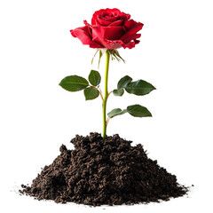 Isolated on a single red rose blossom, a symbol of love and beauty transparent background