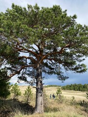Fototapeta premium A lush green pine tree stands tall and proud next to a shimmering waterbody, beautifully embodying the incredible splendor of nature in a serene and tranquil environment that invites relaxation