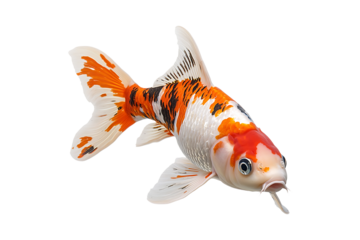 Koi fish isolated on transparent background