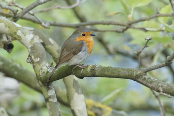 European robin (Erithacus rubecula) sitting on a tree branch in Zurich, Switzerland