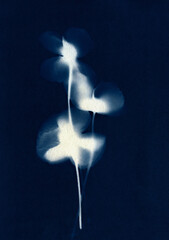 Unique poppy pattern. Cyanotypes with fresh cut flowers. Poppies silhouettes. White on blue. Poppies abstract illustration.