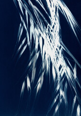 Oat branches on dark blue background. Unique hand-printed monotype. Made using a kind of antique photography called cyanotypes with fresh cut or dried flowers.