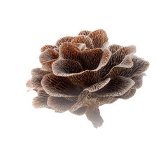 Fototapeta premium Delicate Brown Mushroom Cluster, Resembling a Flower