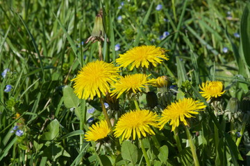 close-up of yellow-petaled flowers of taraxacum officinale in a large green field