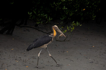 Lesser adjutant Stork with a crab kill