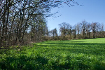 shadows of height green trees on a green field in a relaxing sunny morning